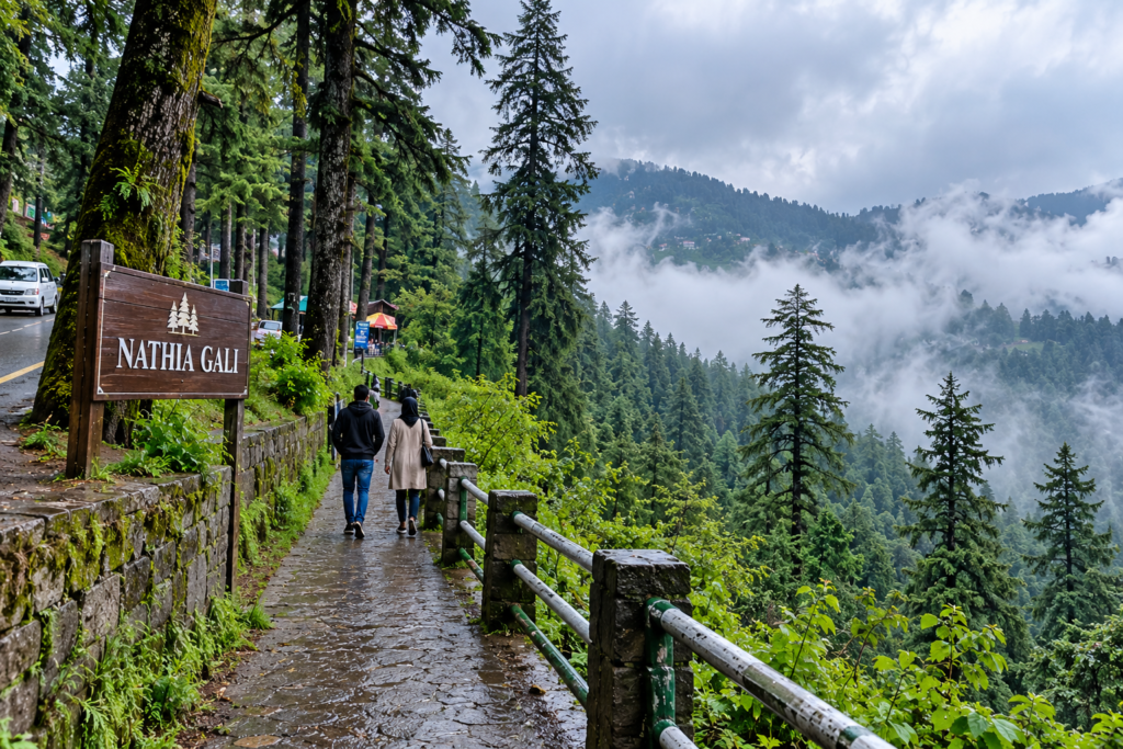 AI illustration of visitors walking beside a misty mountain forest with tall pine trees and a wet pathway